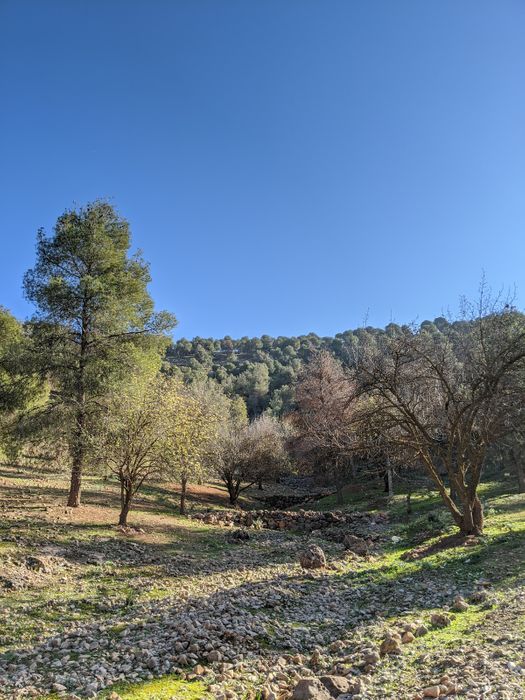 غابة سيدي امعافة 